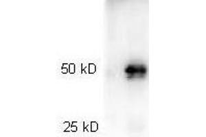 Western Blotting (WB) image for Goat anti-Rabbit IgG (Heavy & Light Chain) antibody (HRP) (ABIN964977) (Chèvre anti-Lapin IgG (Heavy & Light Chain) Anticorps (HRP))