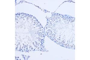Immunohistochemistry of paraffin-embedded Rat testis using ARX Rabbit pAb (ABIN7265673) at dilution of 1:50 (20x lens).
