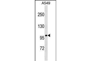 Western blot analysis in A549 cell line lysates (35ug/lane). (FANCB anticorps  (AA 360-388))