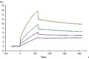 Human DDR1, His Tag captured on CM5 Chip via Anti-His Antibody can bind Native Human Collagen I protein with an affinity constant of 0.
