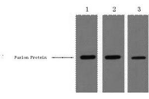 Western Blot analysis of 0. (MBP Tag anticorps)