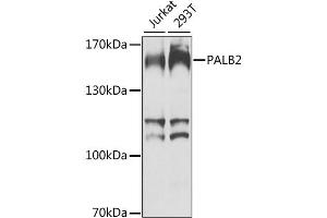 Western blot analysis of extracts of various cell lines, using PALB2 antibody. (PALB2 anticorps)