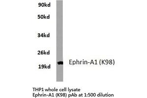 Western blot (WB) analyzes of Ephrin-A1 antibody in extracts from THP1 cells. (Ephrin A1 anticorps)