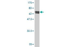 Western Blot detection against Immunogen (75. (TUBA4A anticorps  (AA 1-448))