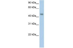 FARS2 antibody used at 5 ug/ml to detect target protein. (FARS2 anticorps  (N-Term))