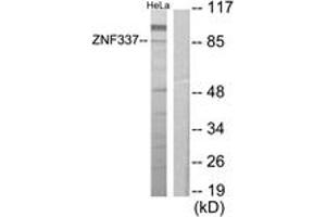 Western Blotting (WB) image for anti-Zinc Finger Protein 337 (ZNF337) (AA 471-520) antibody (ABIN2889826) (ZNF337 anticorps  (AA 471-520))