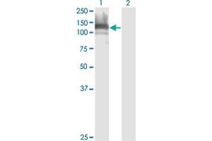 Western Blot analysis of DAAM1 expression in transfected 293T cell line by DAAM1 monoclonal antibody (M03), clone 4H3.