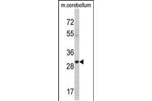 Western blot analysis of YWHAG Antibody in mouse cerebellum tissue lysates (35ug/lane) (14-3-3 gamma anticorps  (AA 136-164))