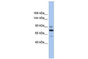 KIF23 antibody used at 1 ug/ml to detect target protein. (KIF23 anticorps  (Middle Region))