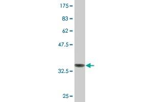 Western Blot detection against Immunogen (35.