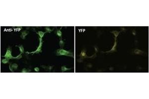 Immunofluorescence (IF) image for anti-Yellow Fluorescent Protein (YFP) antibody (ABIN6254248) (YFP anticorps)