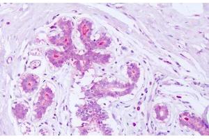 Anti-Syntenin antibody IHC staining of human breast. (SDCBP anticorps  (AA 6-19))