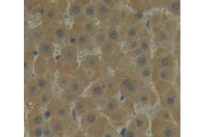 Figure. (LAIR2 anticorps  (AA 21-152))