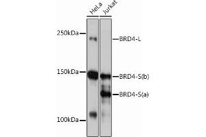 Western blot analysis of extracts of various cell lines, using BRD4 Rabbit mAb (ABIN7265945) at 1:1000 dilution.