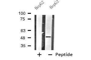 Western blot analysis of extracts from HepG2 cells using HTR1B antibody. (5HT1B Receptor anticorps  (Internal Region))