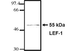 Western Blotting (WB) image for anti-Lymphoid Enhancer-Binding Factor 1 (LEF1) (HMG Binding Domain) antibody (ABIN264380) (LEF1 anticorps  (HMG Binding Domain))