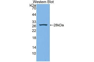 Figure. (XDH anticorps  (AA 2-219))