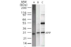 Image no. 1 for anti-APAF1 Interacting Protein (APIP) antibody (ABIN207875) (APIP anticorps)
