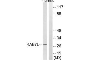 Western blot analysis of extracts from HT-29 cells, using RAB7L1 antibody.