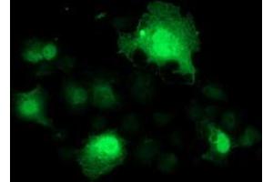 Anti-SMS mouse monoclonal antibody (ABIN2454718) immunofluorescent staining of COS7 cells transiently transfected by pCMV6-ENTRY SMS (RC200619). (SMS anticorps)