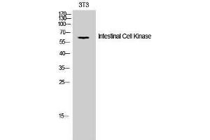 Western Blotting (WB) image for anti-Intestinal Cell (MAK-Like) Kinase (ICK) (Tyr61) antibody (ABIN3175682) (ICK anticorps  (Tyr61))
