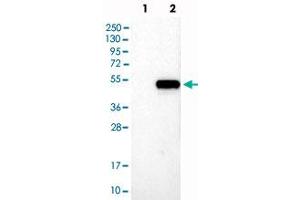 Western blot analysis of Lane 1: Negative control (vector only transfected HEK293T lysate), Lane 2: Over-expression Lysate (Co-expressed with a C-terminal myc-DDK tag (~3. (NFE2 anticorps)