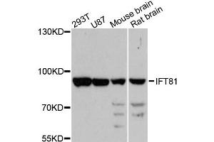 Western blot analysis of extracts of various cell lines, using IFT81 antibody (ABIN6293234) at 1:3000 dilution. (IFT81 anticorps)