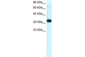 Western Blotting (WB) image for anti-TIA1 Cytotoxic Granule-Associated RNA Binding Protein-Like 1 (TIAL1) antibody (ABIN2463661) (TIAL1 anticorps)