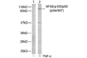 Western blot analysis of extract from HeLa cells untreated or treated with TNF-α using NF-κB p105/p50 (phospho-Ser907) antibody (E011019). (NFKB1 anticorps  (pSer907))