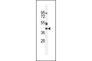NT5DC4 Antibody (Center) (ABIN655355 and ABIN2844914) western blot analysis in HepG2 cell line lysates (35 μg/lane). (NT5DC4 anticorps  (AA 172-200))