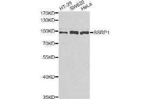 Western blot analysis of extracts of various cell lines, using SSRP1 antibody. (SSRP1 anticorps  (AA 1-300))