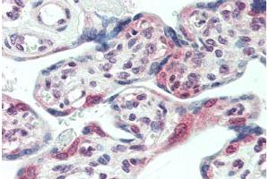 Human Placenta (formalin-fixed, paraffin-embedded) stained with CENPF antibody ABIN396951 at 10 ug/ml followed by biotinylated anti-mouse IgG secondary antibody ABIN481714, alkaline phosphatase-streptavidin and chromogen. (CENPF anticorps  (AA 1759-2093))
