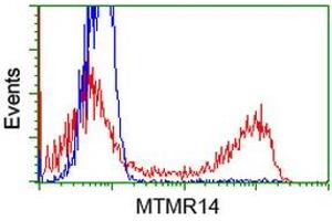 HEK293T cells transfected with either RC207732 overexpress plasmid (Red) or empty vector control plasmid (Blue) were immunostained by anti-MTMR14 antibody (ABIN2453332), and then analyzed by flow cytometry. (MTMR14 anticorps)