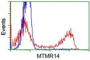 HEK293T cells transfected with either RC207732 overexpress plasmid (Red) or empty vector control plasmid (Blue) were immunostained by anti-MTMR14 antibody (ABIN2453332), and then analyzed by flow cytometry.