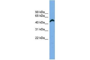 Human HeLa; WB Suggested Anti-APBB3 Antibody Titration: 0. (APBB3 anticorps  (N-Term))