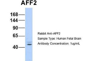 Hum. (AFF2 anticorps  (N-Term))