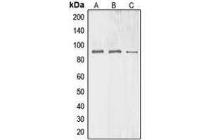 Western blot analysis of BAG3 expression in HEK293T (A), Raw264. (BAG3 anticorps  (Center))