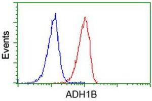 Image no. 4 for anti-Alcohol Dehydrogenase 1B (Class I), beta Polypeptide (ADH1B) antibody (ABIN1496477)