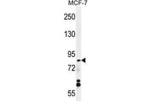 WDR27 Antibody (N-term) western blot analysis in MCF-7 cell line lysates (35 µg/lane). (WDR27 anticorps  (N-Term))