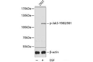 Western blot analysis of extracts of 293T cells using Phospho-Jak3(Y980/981) Polyclonal Antibody. (JAK3 anticorps  (pTyr980, pTyr981))