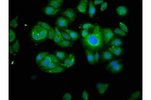 Immunofluorescence staining of HepG2 cells with ABIN7146540 at 1:100, counter-stained with DAPI.