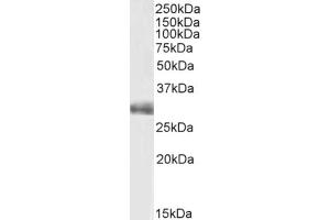 (ABIN870664) (0. (FGF5 anticorps  (C-Term))