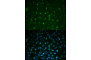 Immunofluorescence analysis of U2OS cell using Phospho-Histone H2A. (H2AFX anticorps  (pSer139))
