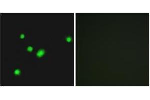 Immunofluorescence (IF) image for anti-MutY Homolog (E. Coli) (MUTYH) (AA 151-200) antibody (ABIN2890016) (MUTYH anticorps  (AA 151-200))