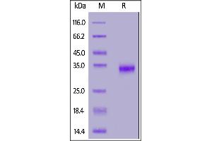Biotinylated SARS-CoV-2 S protein RBD, His,Avitag on  under reducing (R) condition.