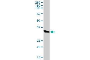 HLA-DRA MaxPab polyclonal antibody. (HLA-DRA anticorps  (AA 1-254))