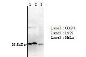 Western Blotting (WB) image for anti-Glyoxalase I (GLO1) (full length) antibody (ABIN2451990) (GLO1 anticorps  (full length))
