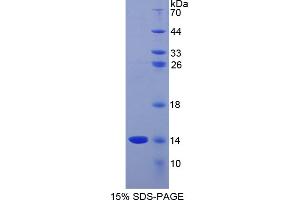 SDS-PAGE analysis of Mouse GnRH Protein. (GNRH1 Protéine)