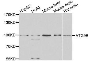 Western blot analysis of extracts of various cell lines, using ATG9B antibody.