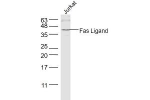 Jurkat lysates probed with Fas Ligand Polyclonal Antibody, Unconjugated  at 1:1000 dilution and 4˚C overnight incubation.